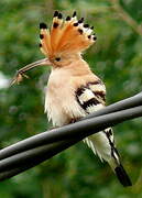 Eurasian Hoopoe