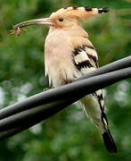 Eurasian Hoopoe