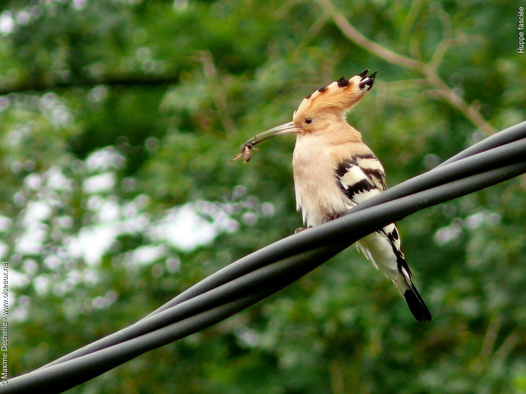 Eurasian Hoopoe