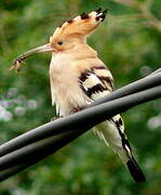 Eurasian Hoopoe