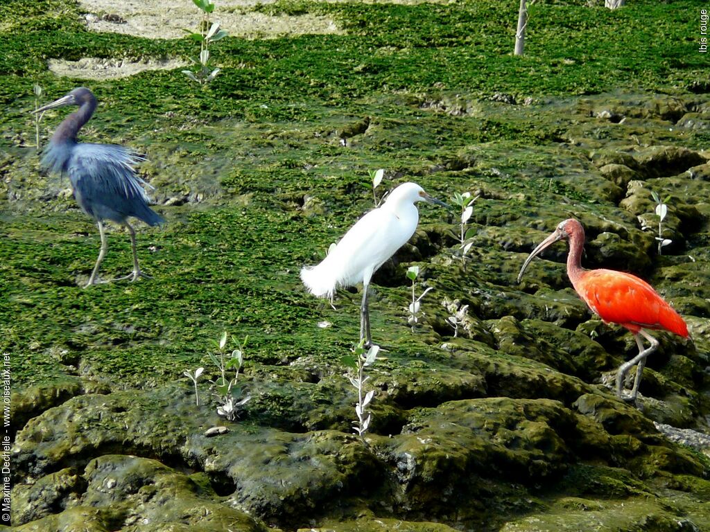 Scarlet Ibis