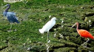 Scarlet Ibis