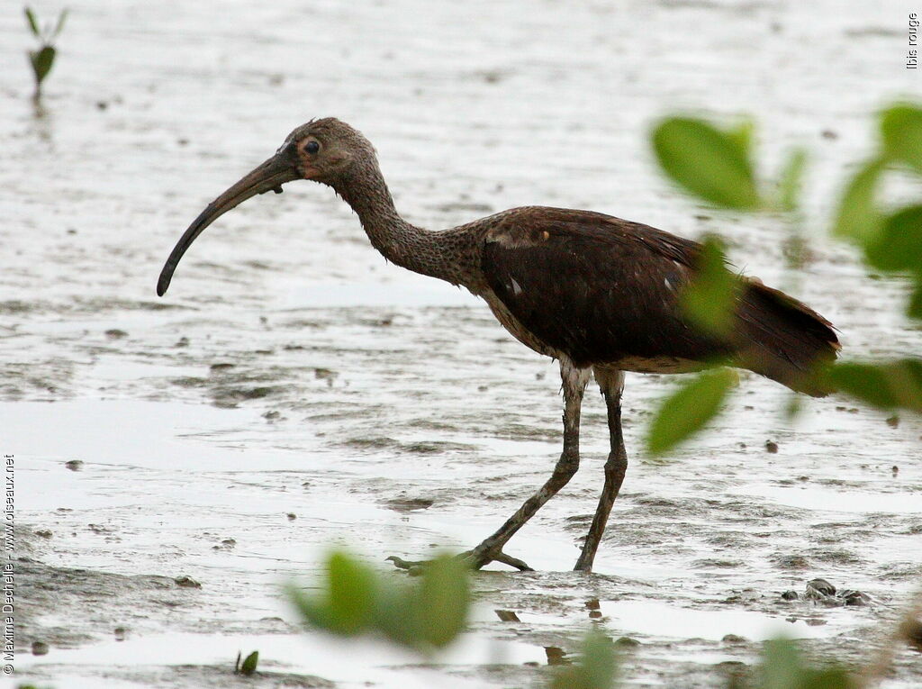 Ibis rougejuvénile