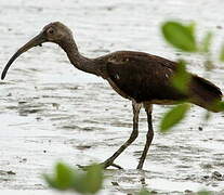 Scarlet Ibis