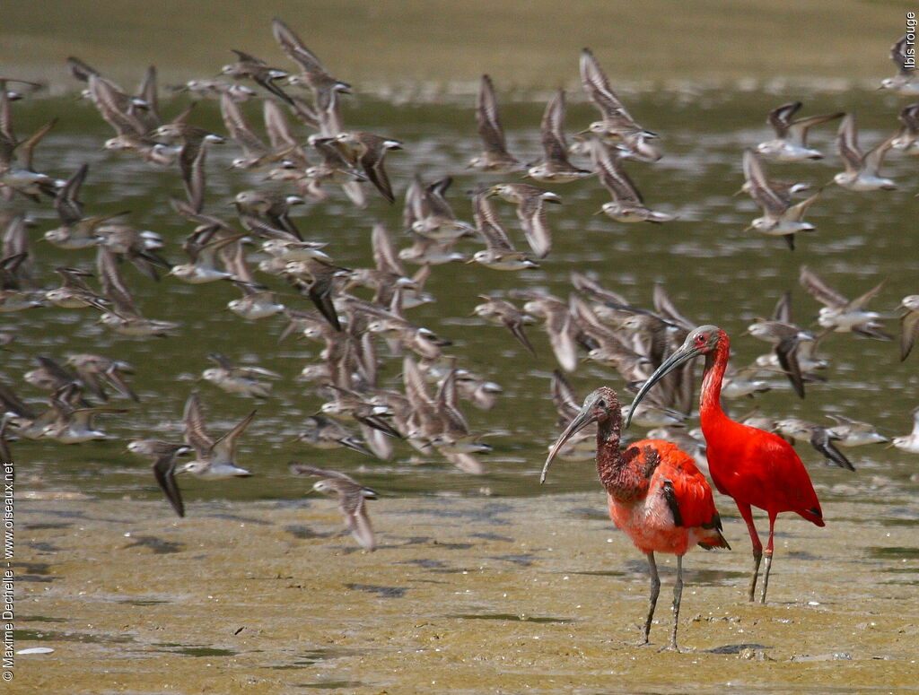 Ibis rouge