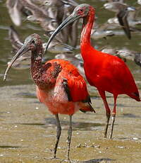 Ibis rouge