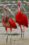 Ibis rouge