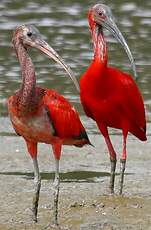 Ibis rouge