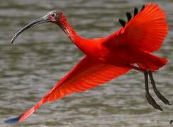 Ibis rouge