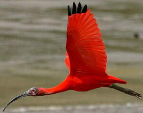 Ibis rouge