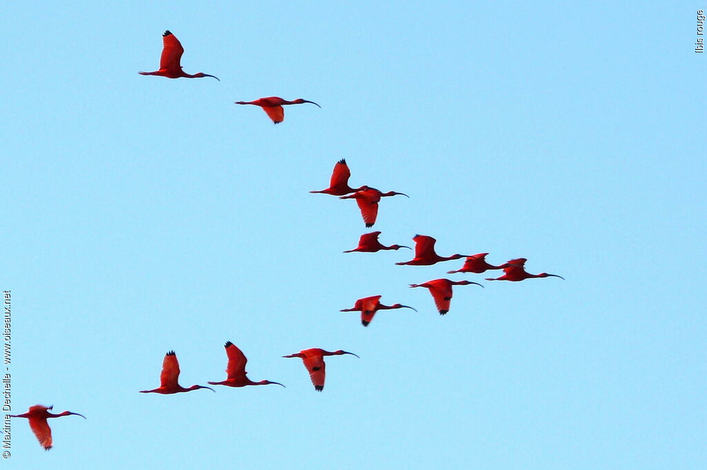 Ibis rougeadulte, Vol, Comportement