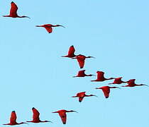 Scarlet Ibis