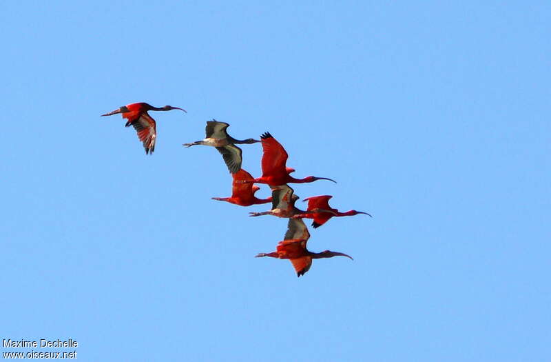 Scarlet Ibis, pigmentation, Flight, Behaviour
