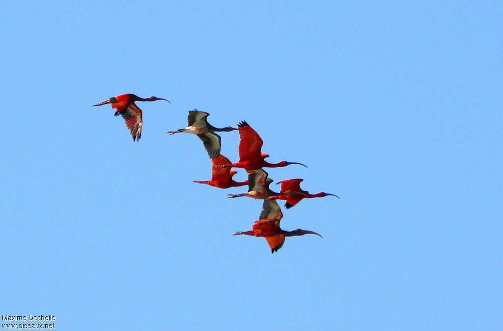 Scarlet Ibis, pigmentation, Flight, Behaviour