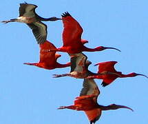 Scarlet Ibis