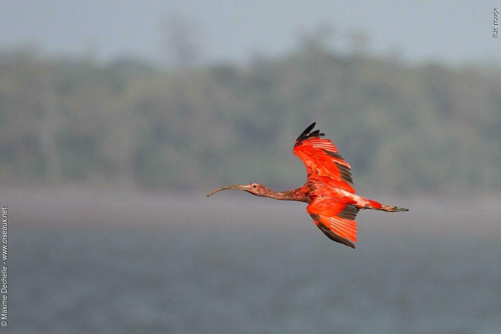 Ibis rougeimmature, Vol