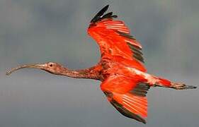 Ibis rouge