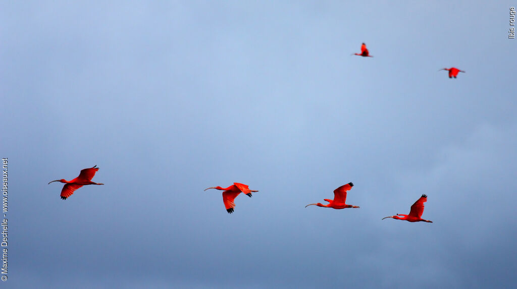 Scarlet Ibisadult, identification, Flight, Behaviour