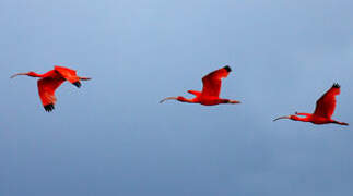 Scarlet Ibis