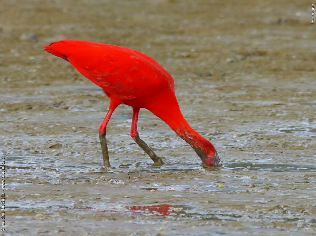 Ibis rougeadulte, régime, Comportement