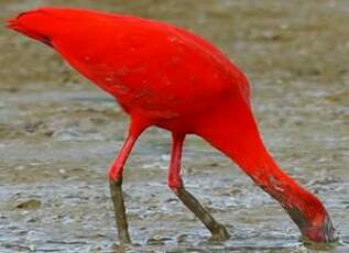 Ibis rouge