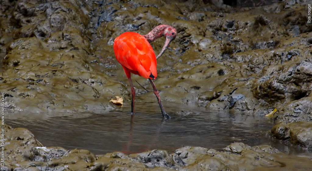 Scarlet Ibisimmature, identification