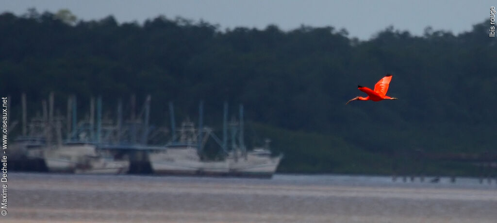 Scarlet Ibisadult, Flight