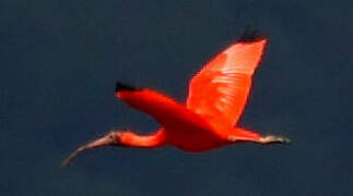 Scarlet Ibis