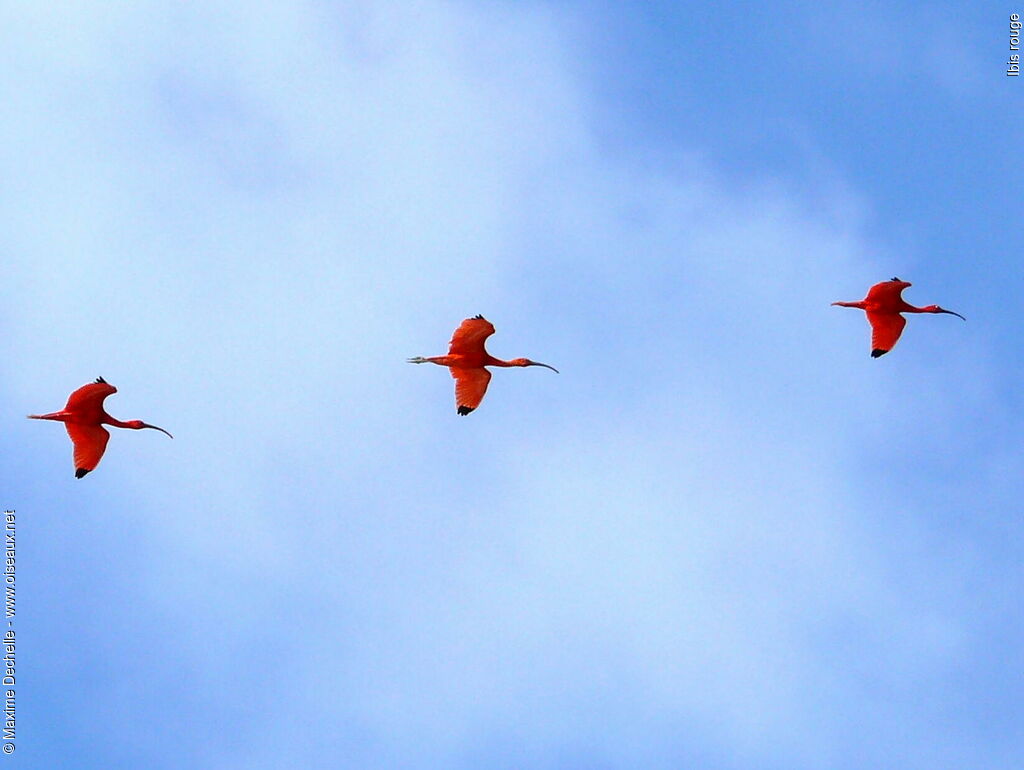 Scarlet Ibis