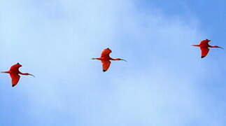 Scarlet Ibis