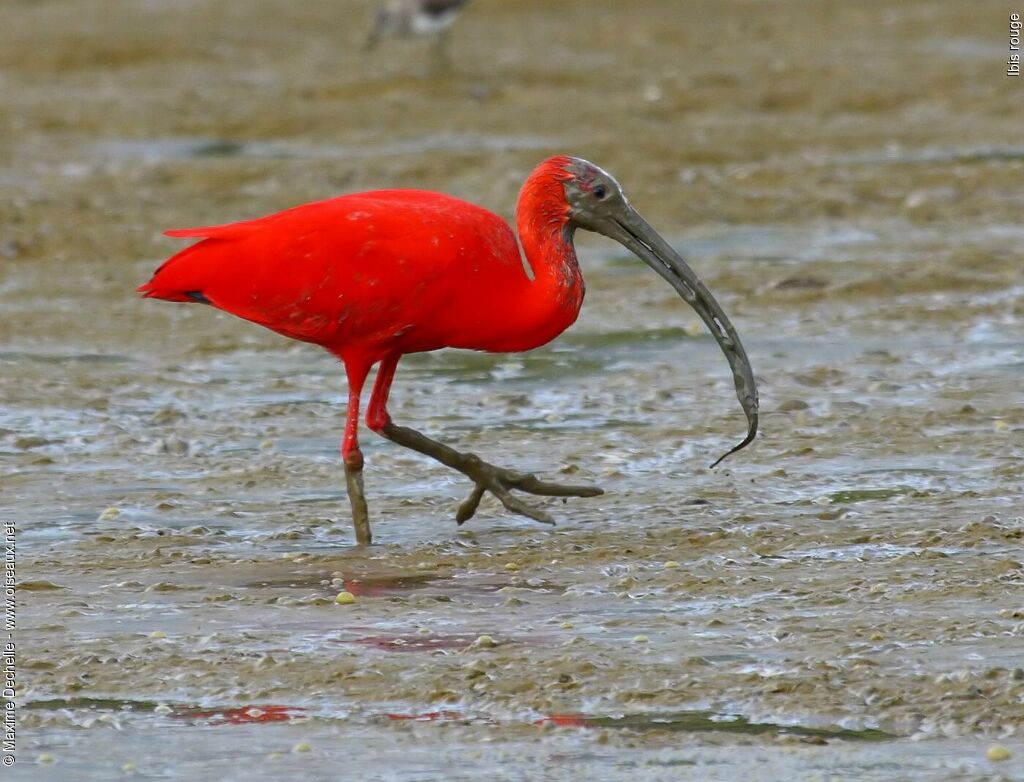 Ibis rougeadulte, régime