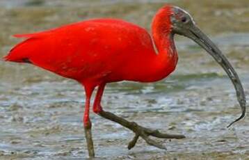 Ibis rouge