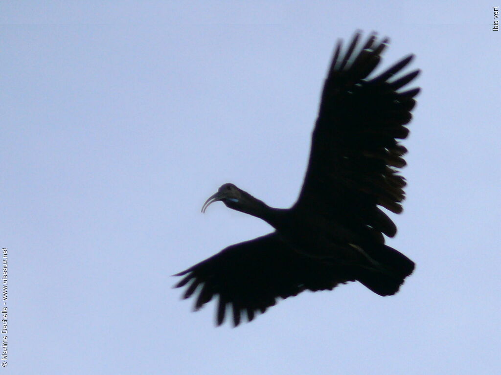 Green Ibis