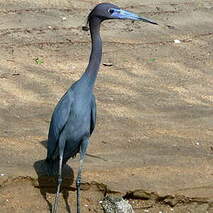Aigrette bleue