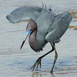 Aigrette bleue