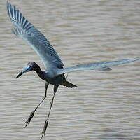 Aigrette bleue