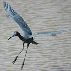 Aigrette bleue