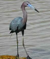 Aigrette bleue