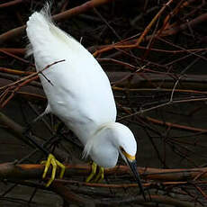 Aigrette neigeuse