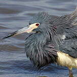 Aigrette tricolore