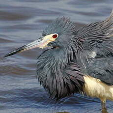 Aigrette tricolore