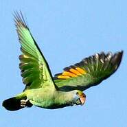 Amazone de Dufresne