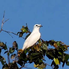 Araponga blanc