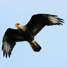 Caracara du Nord