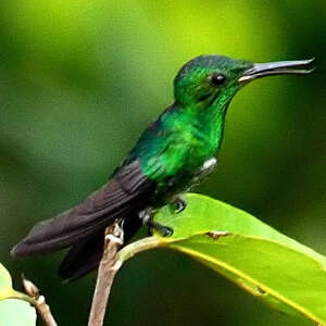 Colibri avocette