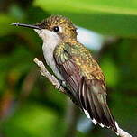 Colibri rubis-topaze