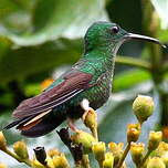 Colibri topaze