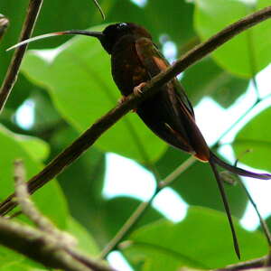 Colibri topaze