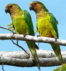 Conure cuivrée