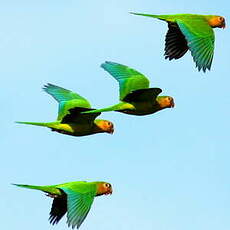 Conure cuivrée